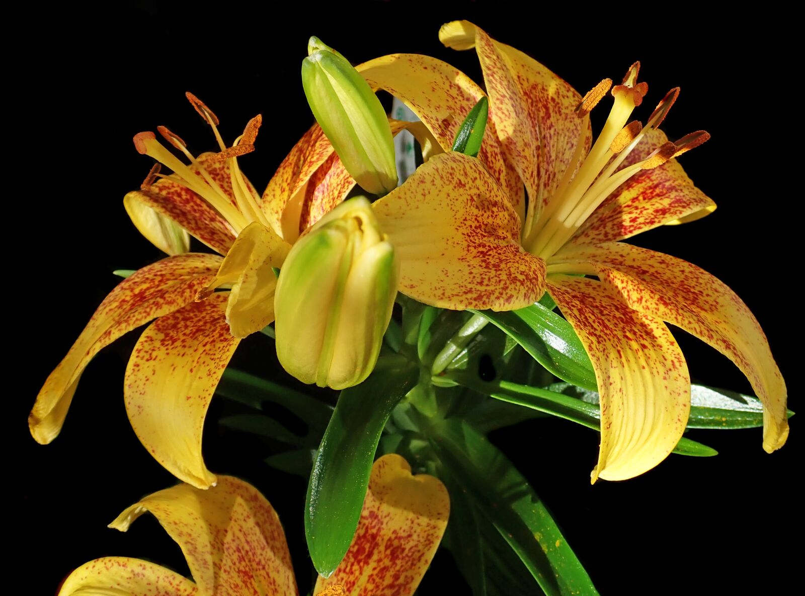 Olympus TG-5 sample photo. Lily, yellow, asiatic photography