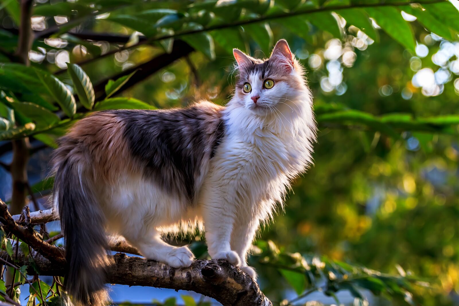 Canon EOS 7D sample photo. Cat, animals, tree photography