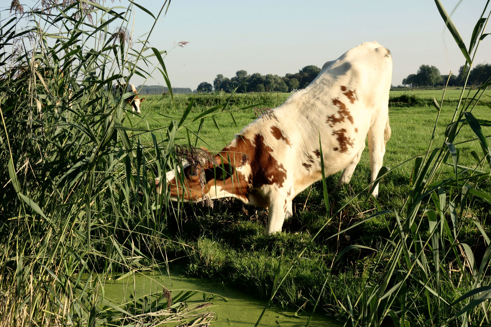 Sony Cyber-shot DSC-RX100 sample photo. Animal, cow, domestic, cow photography