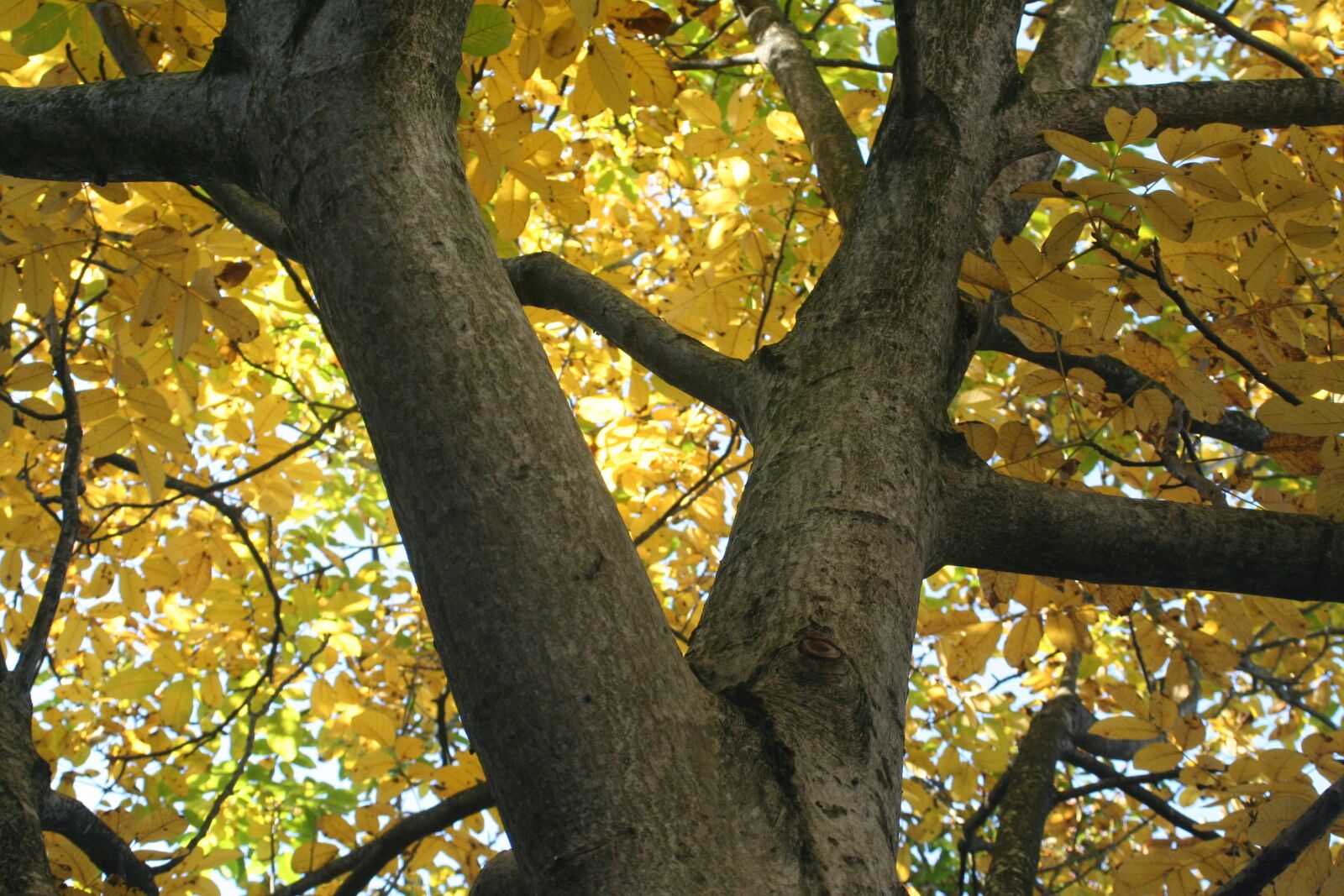 Canon EOS 350D (EOS Digital Rebel XT / EOS Kiss Digital N) sample photo. Autumn, walnut, yellow photography
