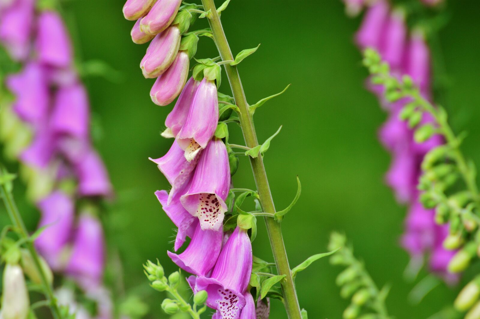 Nikon D3200 sample photo. Thimble, flower, toxic photography