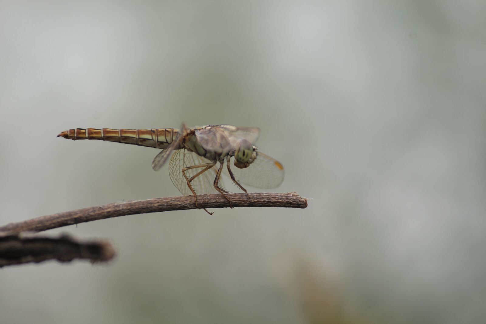 Canon EOS 1300D (EOS Rebel T6 / EOS Kiss X80) sample photo. Macro, micro, nature photography