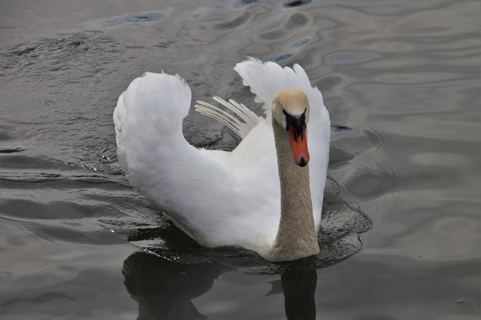 Canon EOS 80D sample photo. Lake, swan, white photography