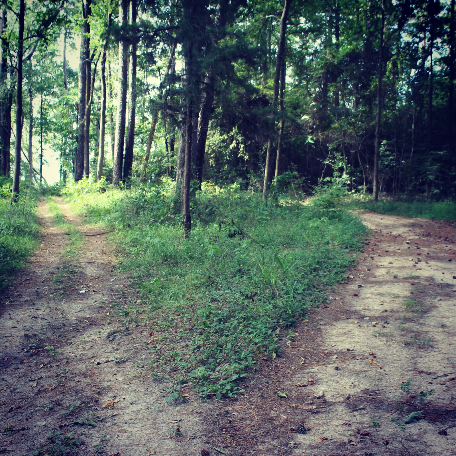 Canon EOS 1200D (EOS Rebel T5 / EOS Kiss X70 / EOS Hi) sample photo. Trail, woods, forest photography