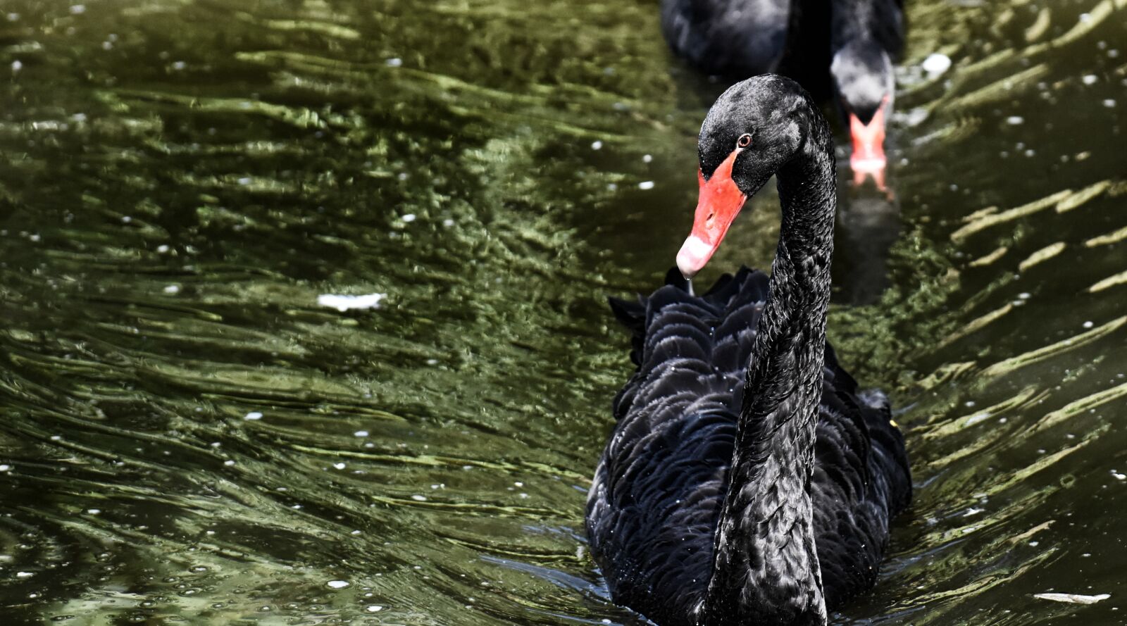 Nikon D7200 sample photo. Swan, black, water bird photography