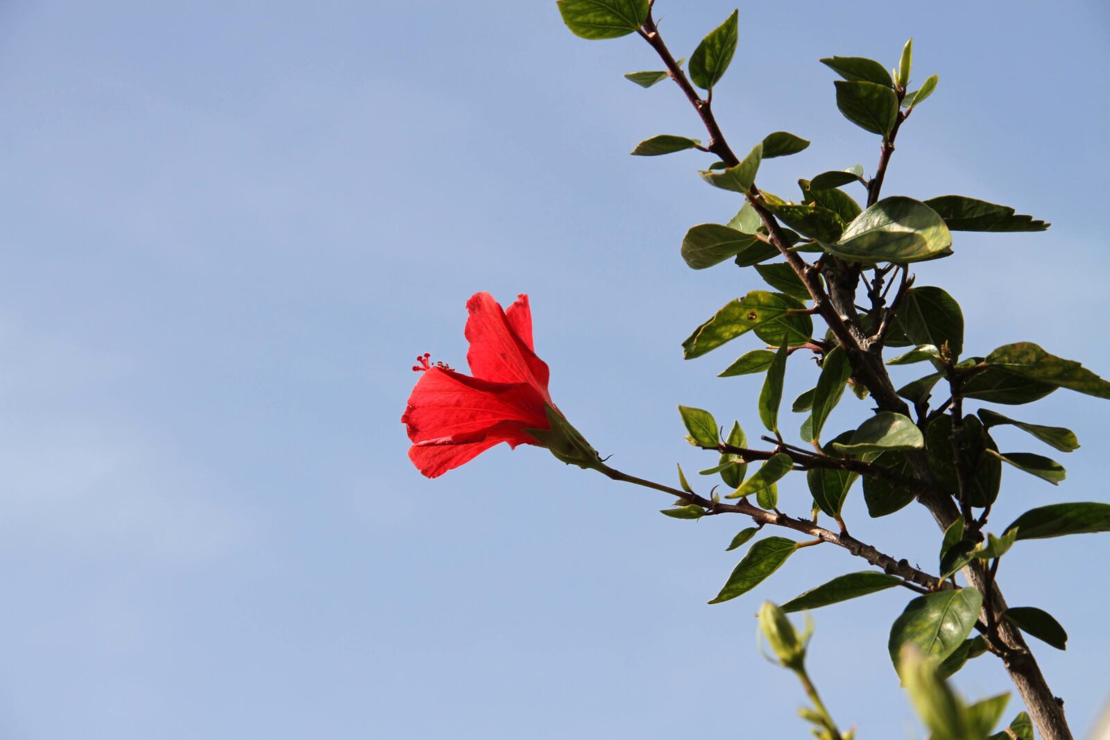 Canon EOS 7D sample photo. Flower, red, leaves photography