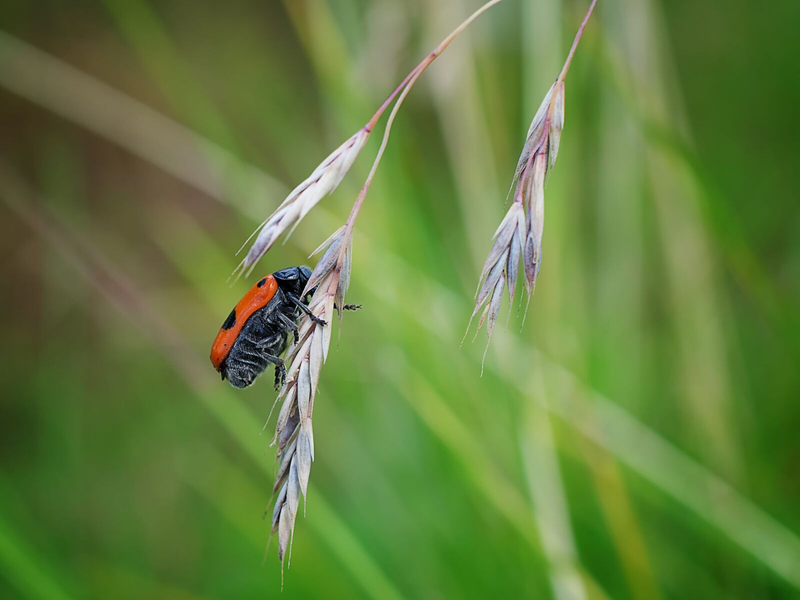 Nikon D3300 sample photo. Nature, insect, grass photography