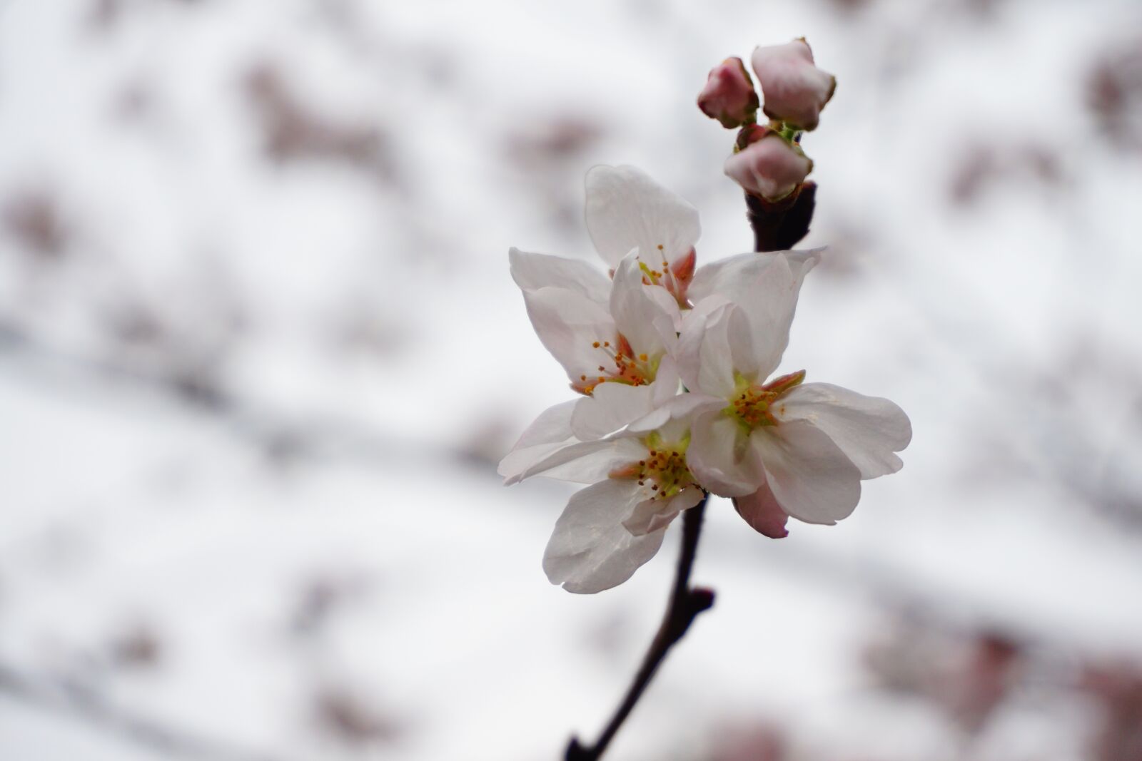 Sony E 16-50mm F3.5-5.6 PZ OSS sample photo. Flower, nature, outdoor photography