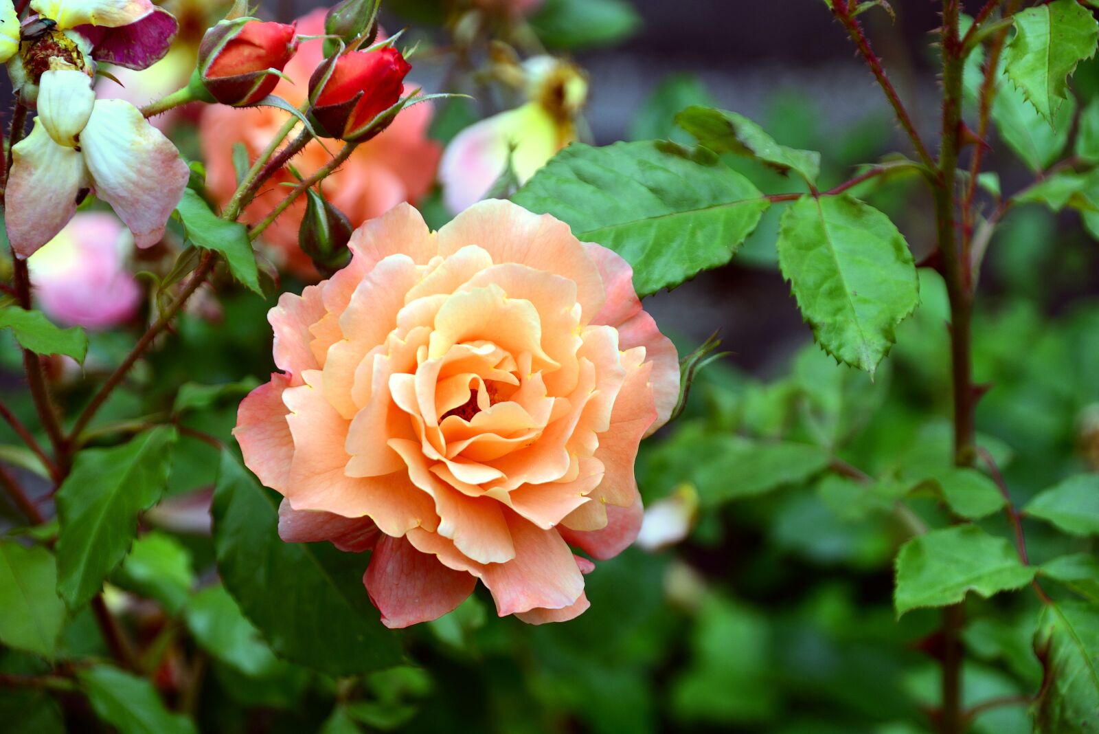 Nikon D610 sample photo. Roses, rose bloom, flowers photography