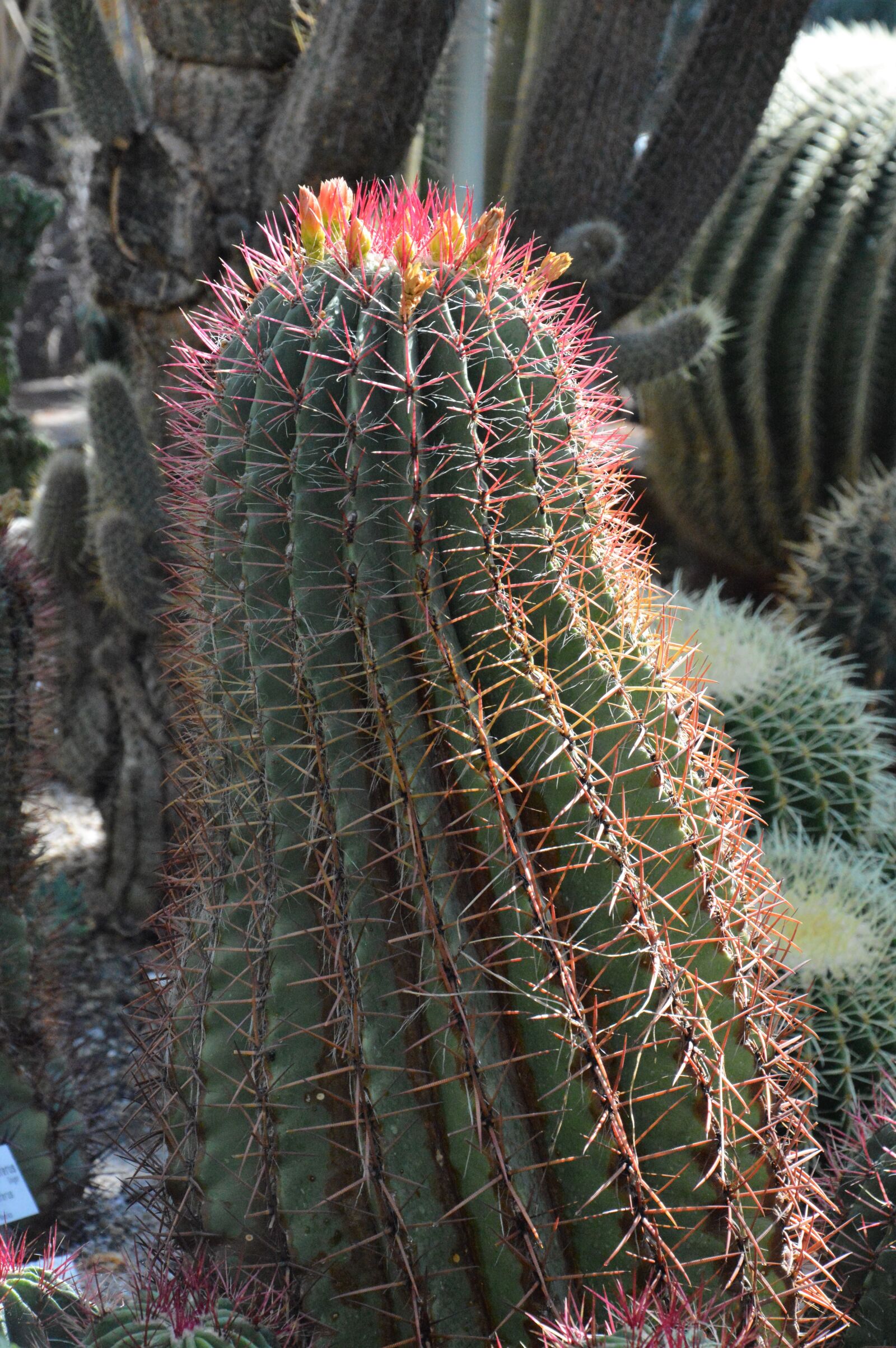 Nikon D3200 sample photo. Cactus, spur, green photography