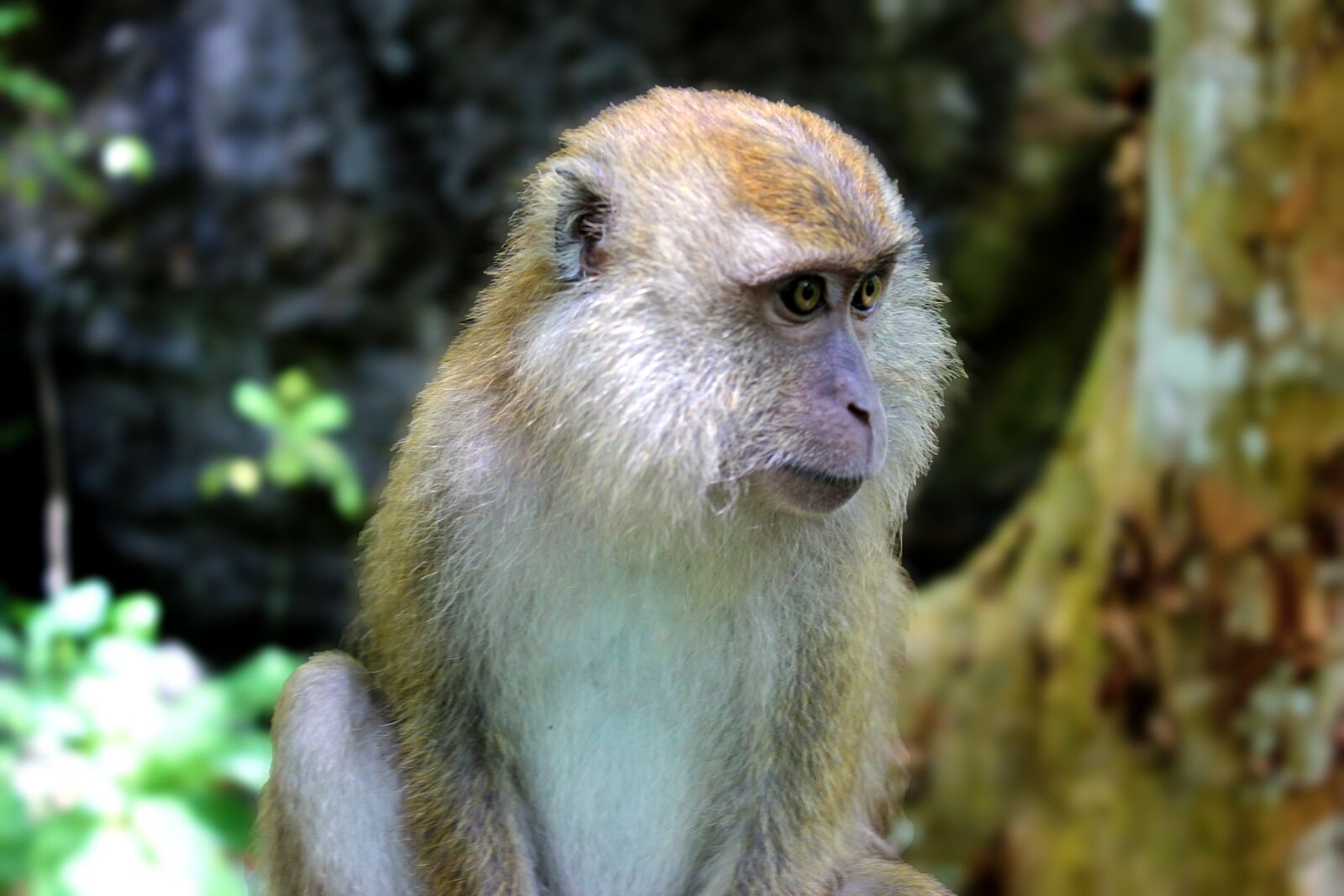 Canon EOS 600D (Rebel EOS T3i / EOS Kiss X5) sample photo. Monkey, wildlife, primate photography