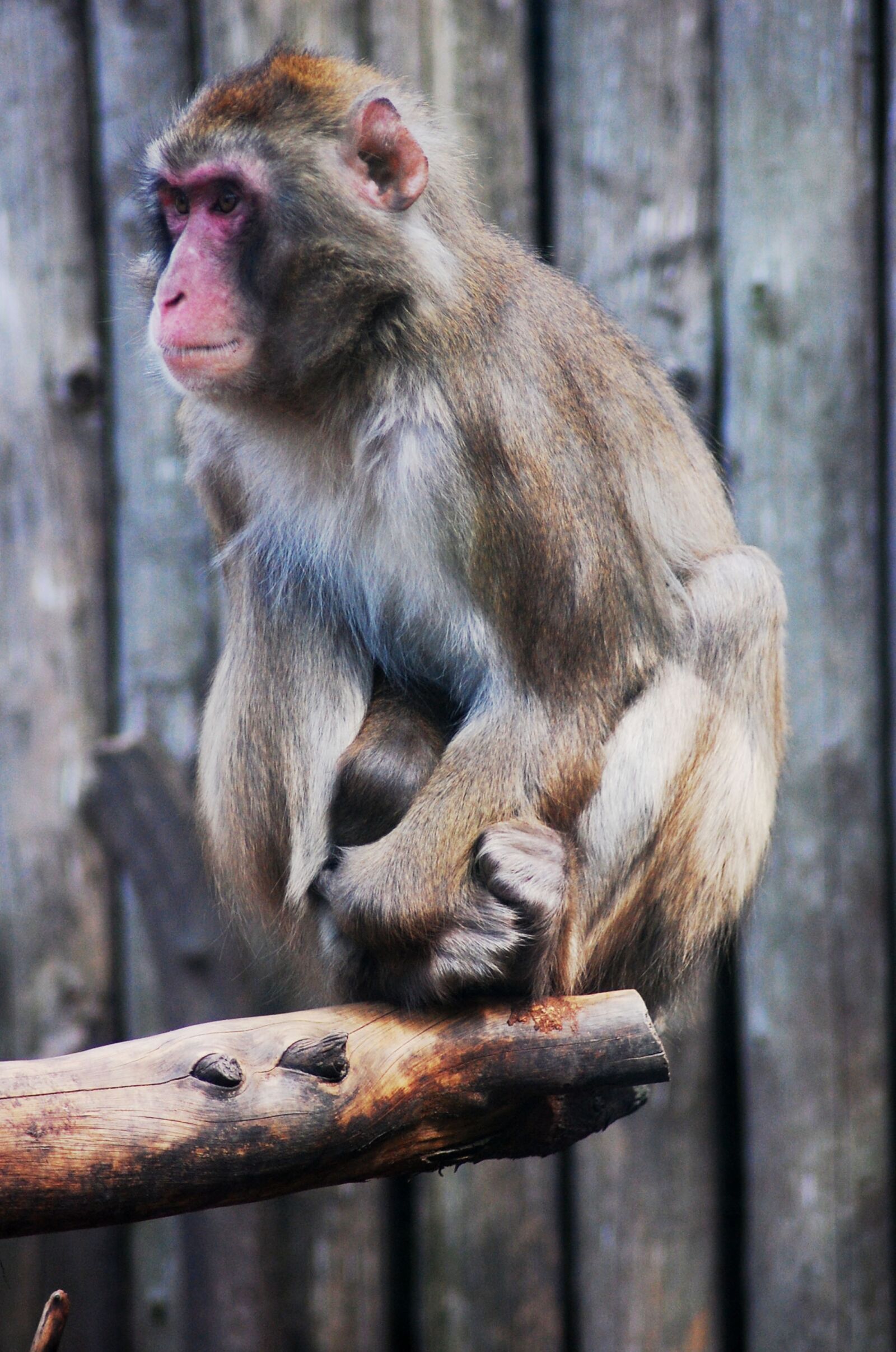 Nikon D40 sample photo. Monkey, nature, animal photography