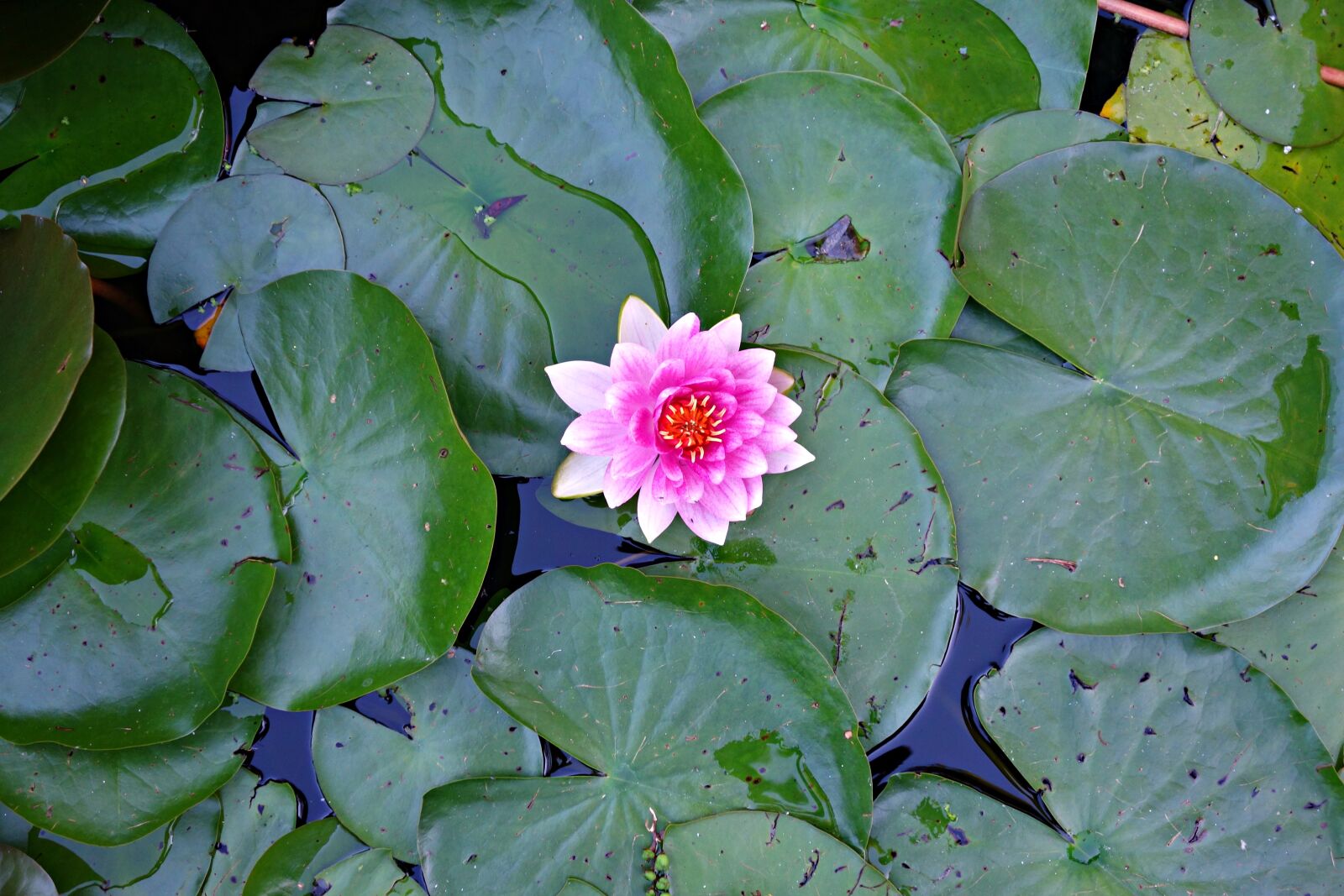 Sony Cyber-shot DSC-RX100 sample photo. Aquatic, flower, lily, pad photography
