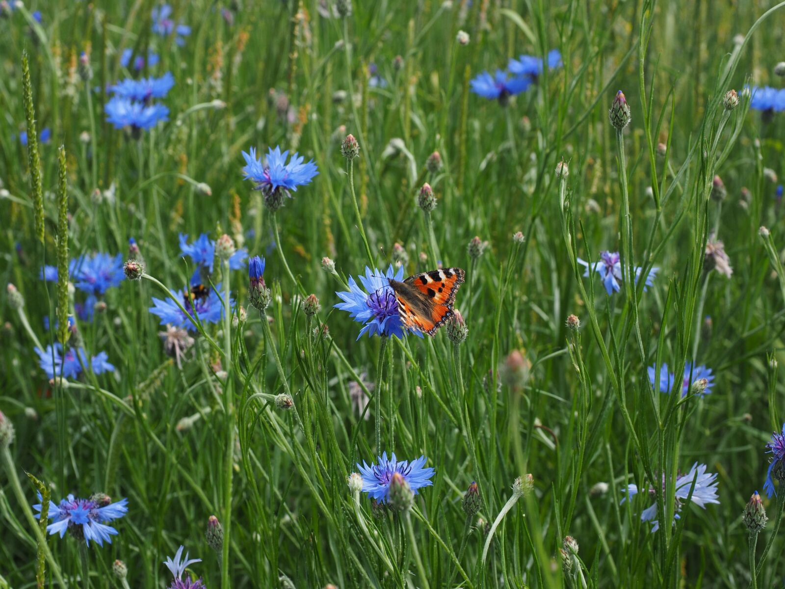 Olympus OM-D E-M1 + Olympus M.Zuiko Digital ED 12-40mm F2.8 Pro sample photo. Cornflowers, kornblumenfeld, flower photography