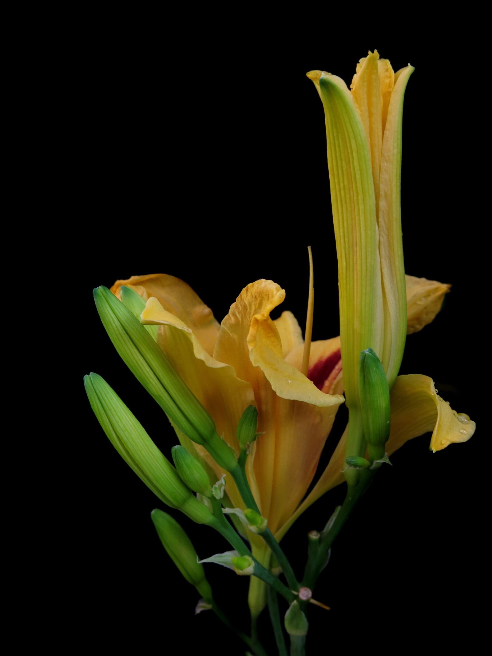 Canon PowerShot G15 sample photo. Daylily, blossom, bloom photography