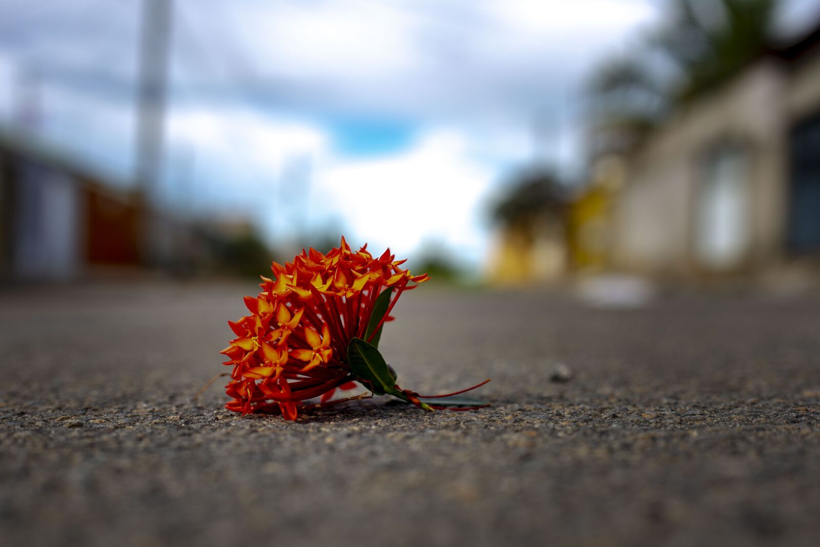 Canon EOS 6D sample photo. Flower, asphalt, nature photography