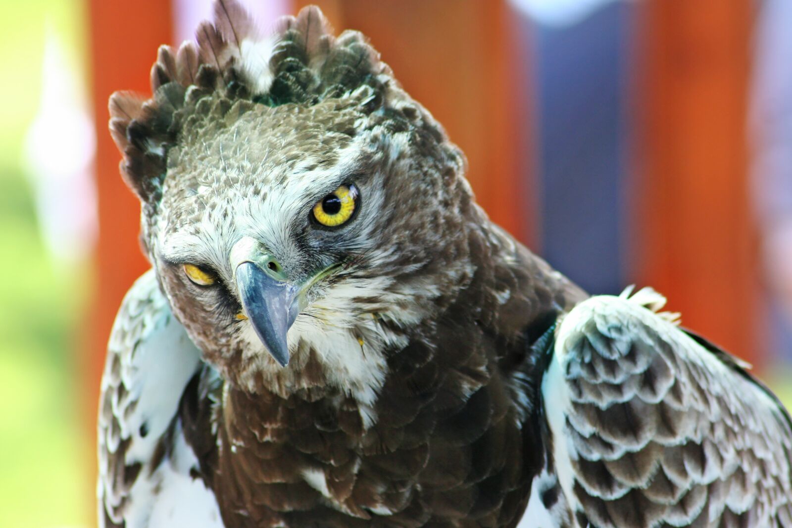 Canon EOS 350D (EOS Digital Rebel XT / EOS Kiss Digital N) sample photo. Bird, bird of prey photography