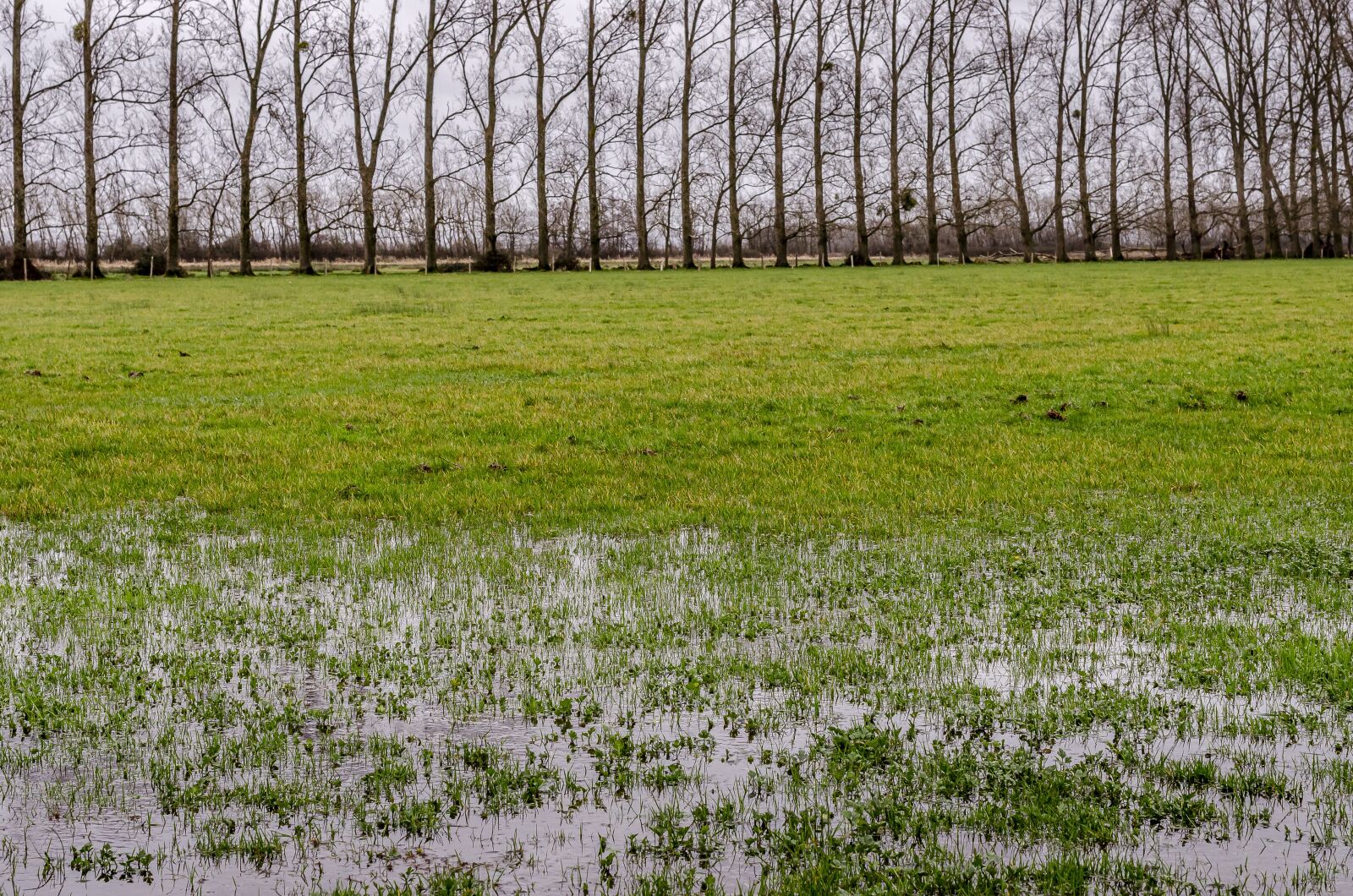 Nikon D7000 sample photo. Silhouette, tree, field photography