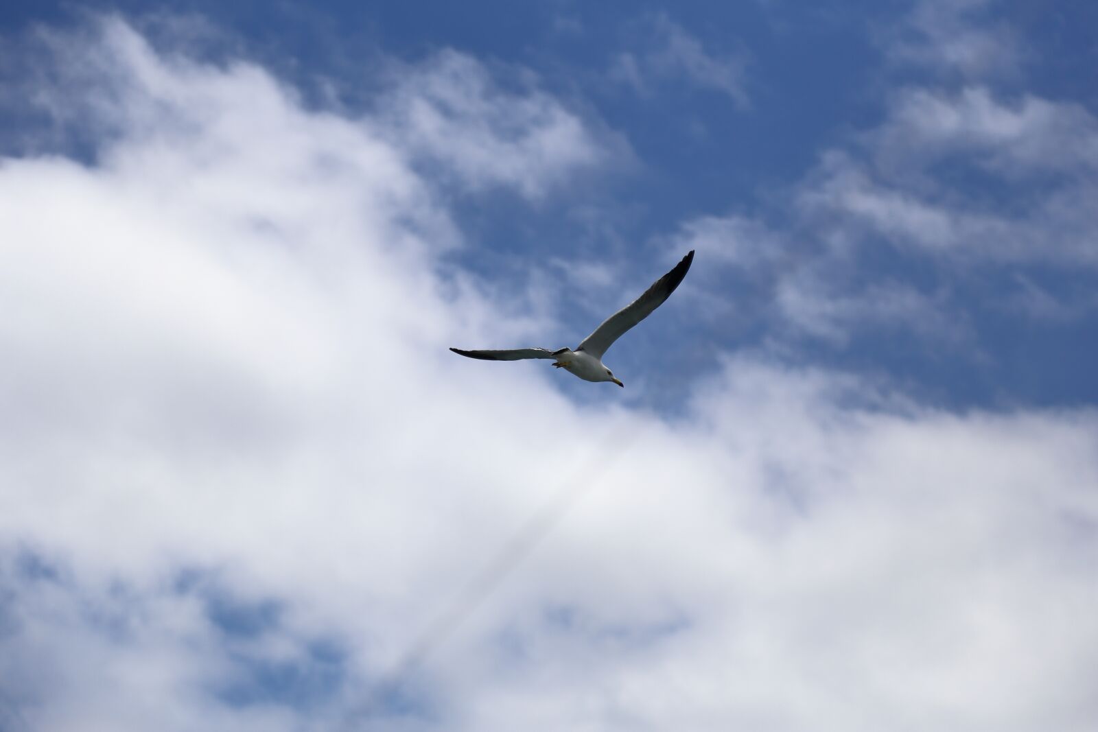 Canon EOS 6D + Canon EF 24-105mm F4L IS USM sample photo. Seagull, sky, sea photography