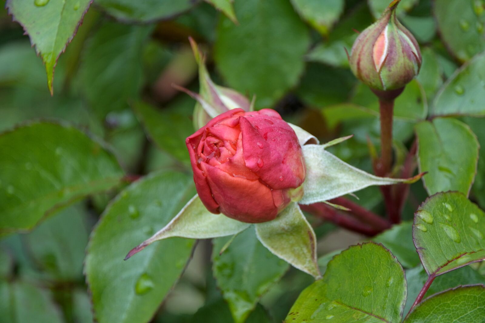 1 NIKKOR VR 10-100mm f/4-5.6 sample photo. Rosebud, garden, flower photography