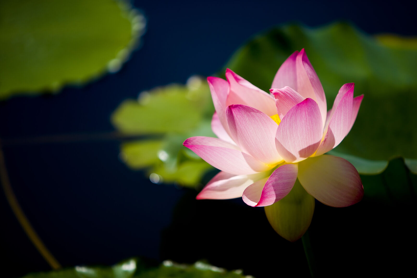 Canon EOS-1Ds Mark II sample photo. Flower, lotus, water, flower photography