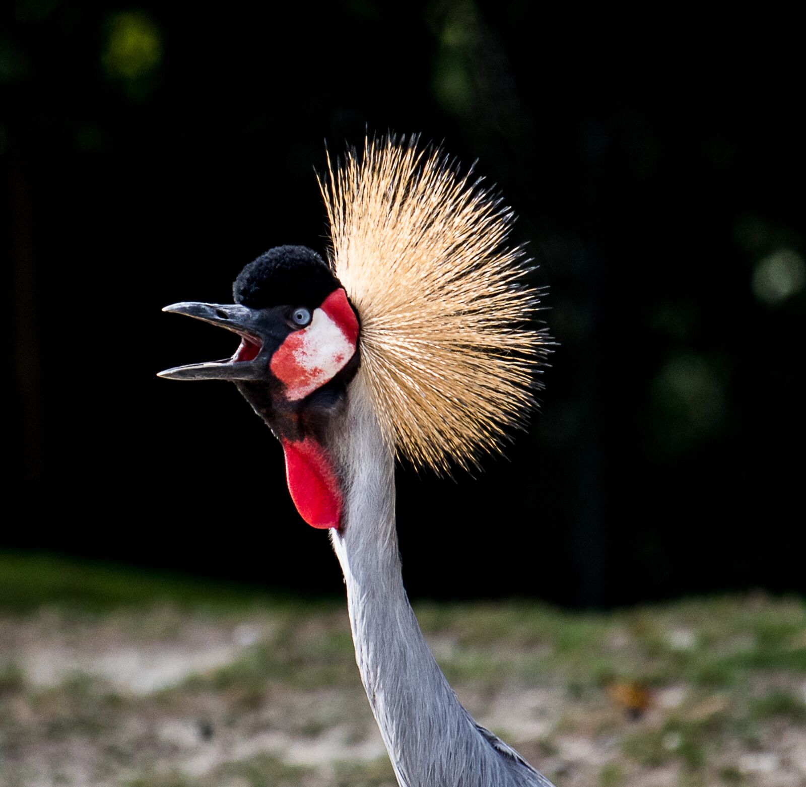 Canon EF-S 55-250mm F4-5.6 IS STM sample photo. Grey crowned crane, crane photography