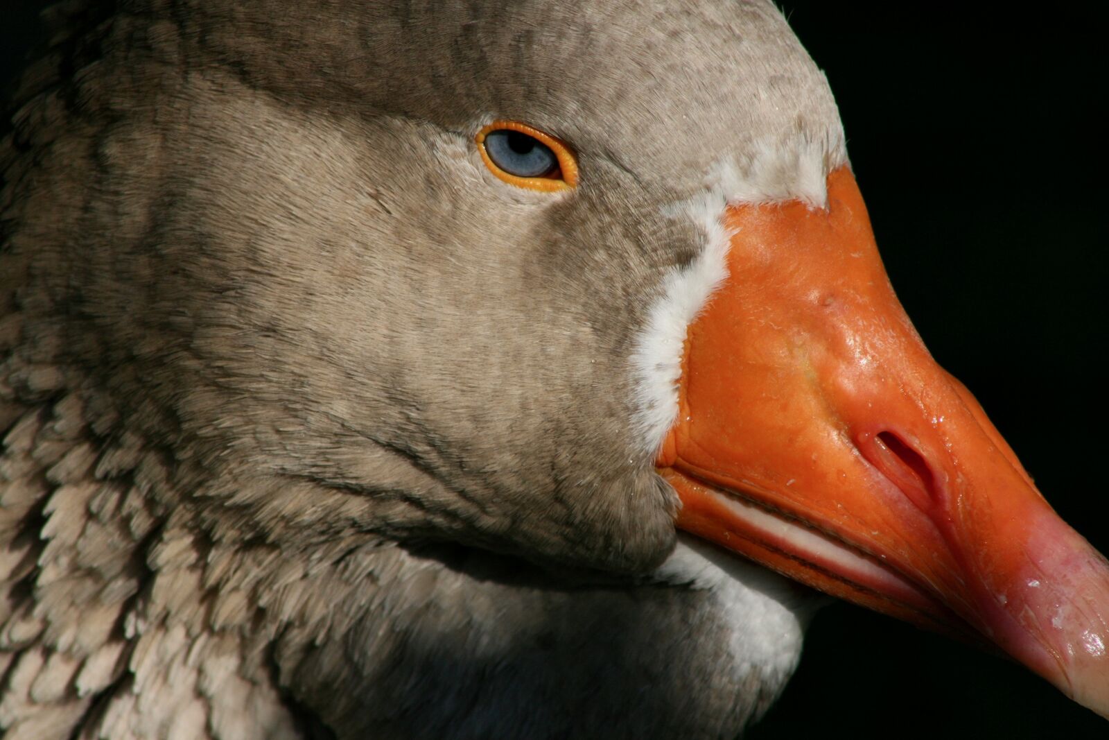 Canon EOS 400D (EOS Digital Rebel XTi / EOS Kiss Digital X) sample photo. Domestic goose, ganter, bill photography