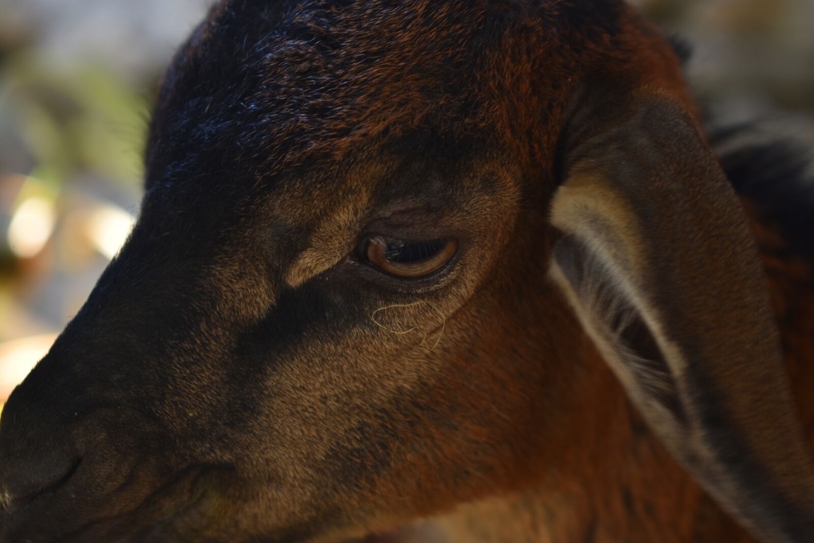 Nikon D3400 sample photo. Goat, eye, animal photography