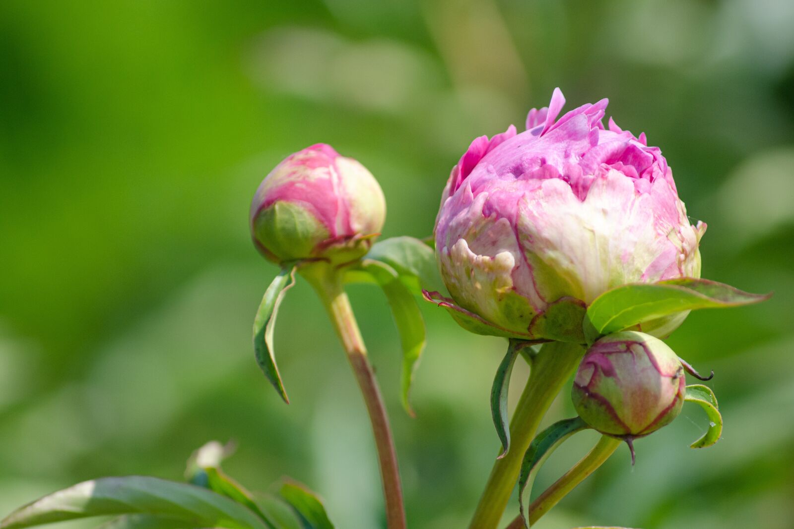 Tamron AF 55-200mm F4-5.6 Di II LD Macro sample photo. Peony, bud, pink photography