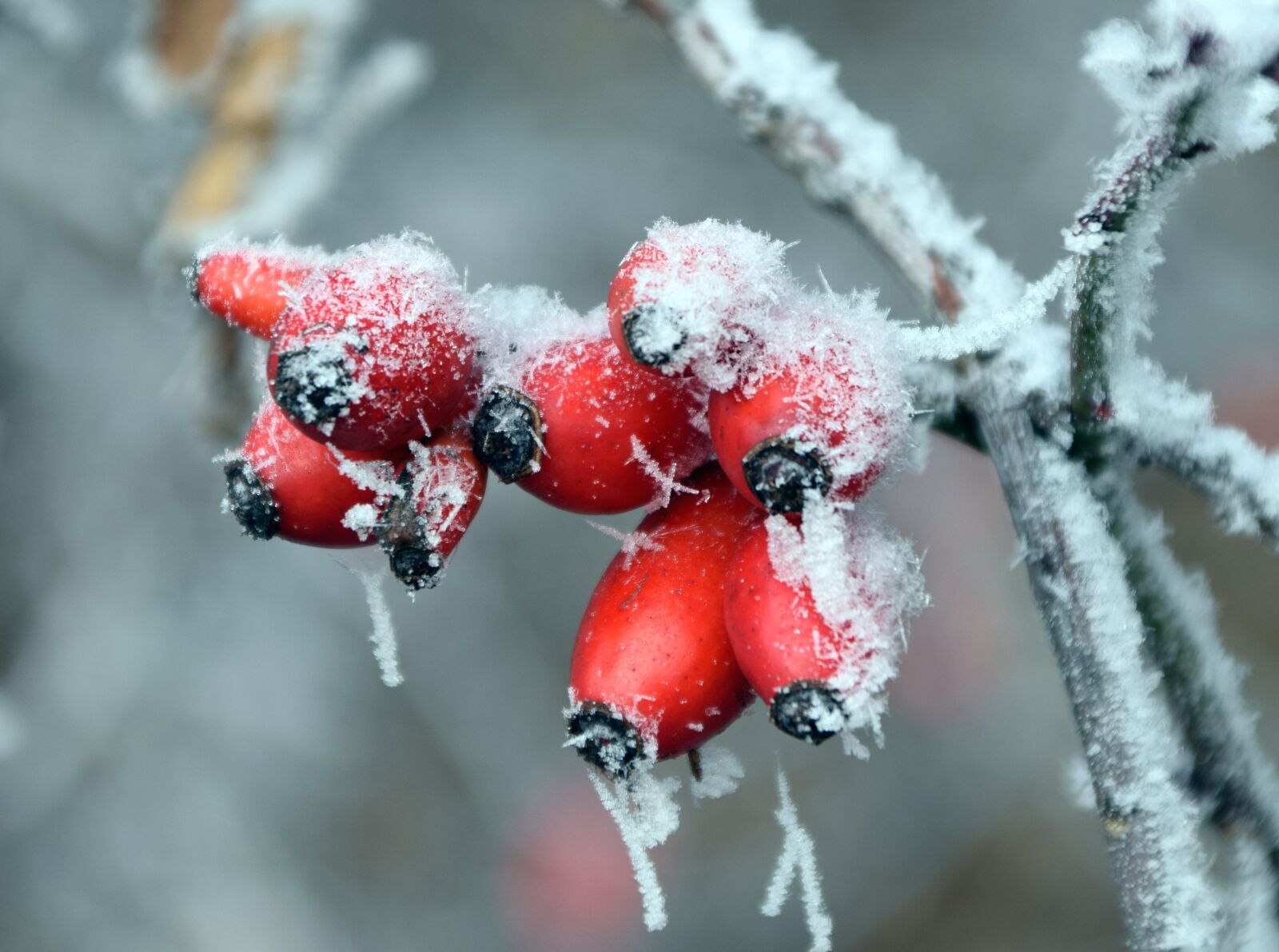 Nikon D3300 sample photo. Rose hip, winter, cold photography