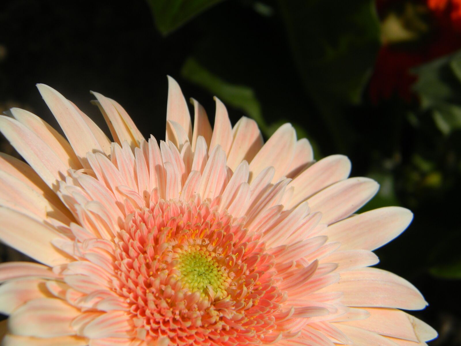 Nikon Coolpix L110 sample photo. Flower, garden plant, pink photography