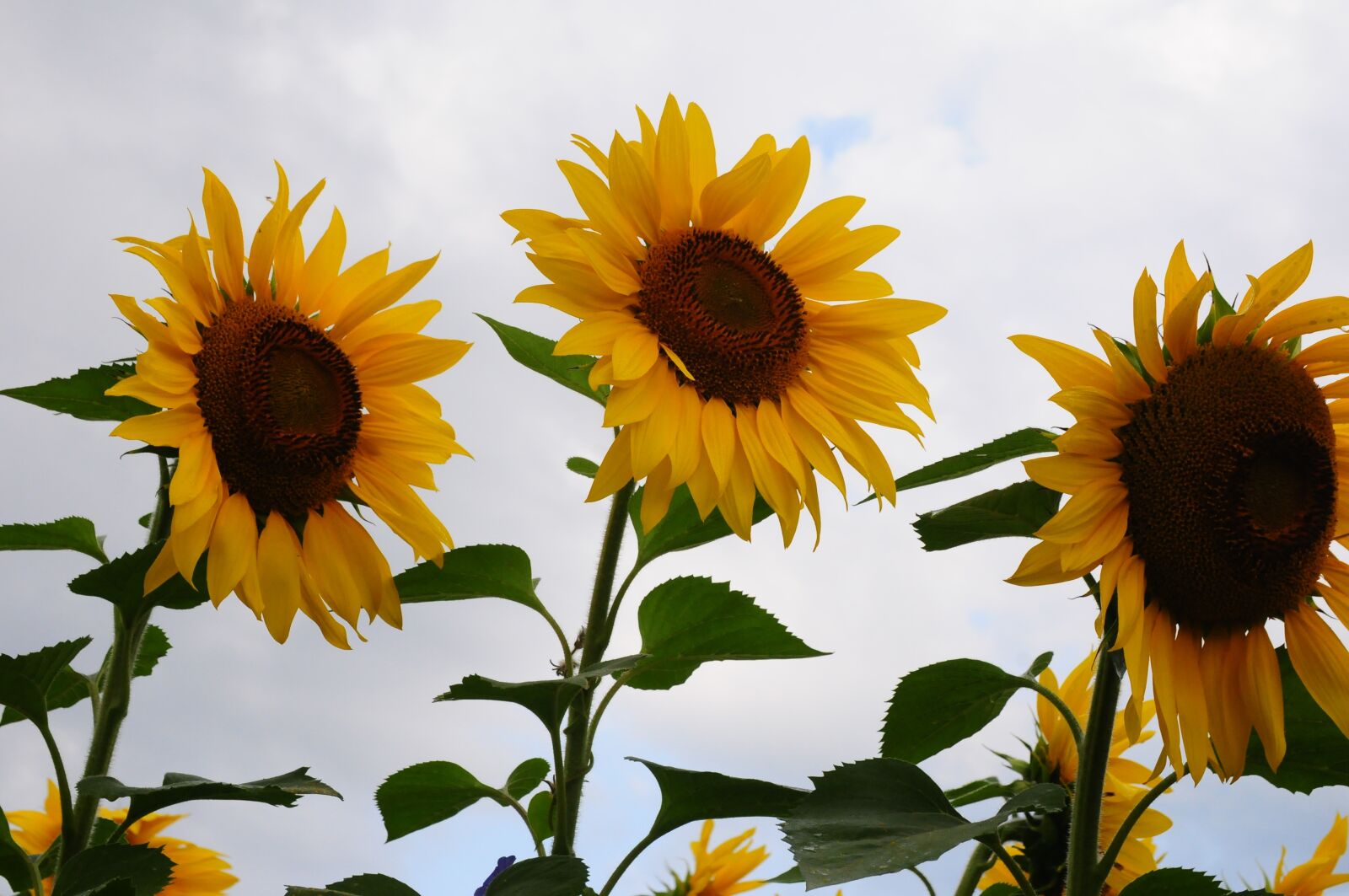 Nikon D300 sample photo. Sunflower, trio, cloudy day photography
