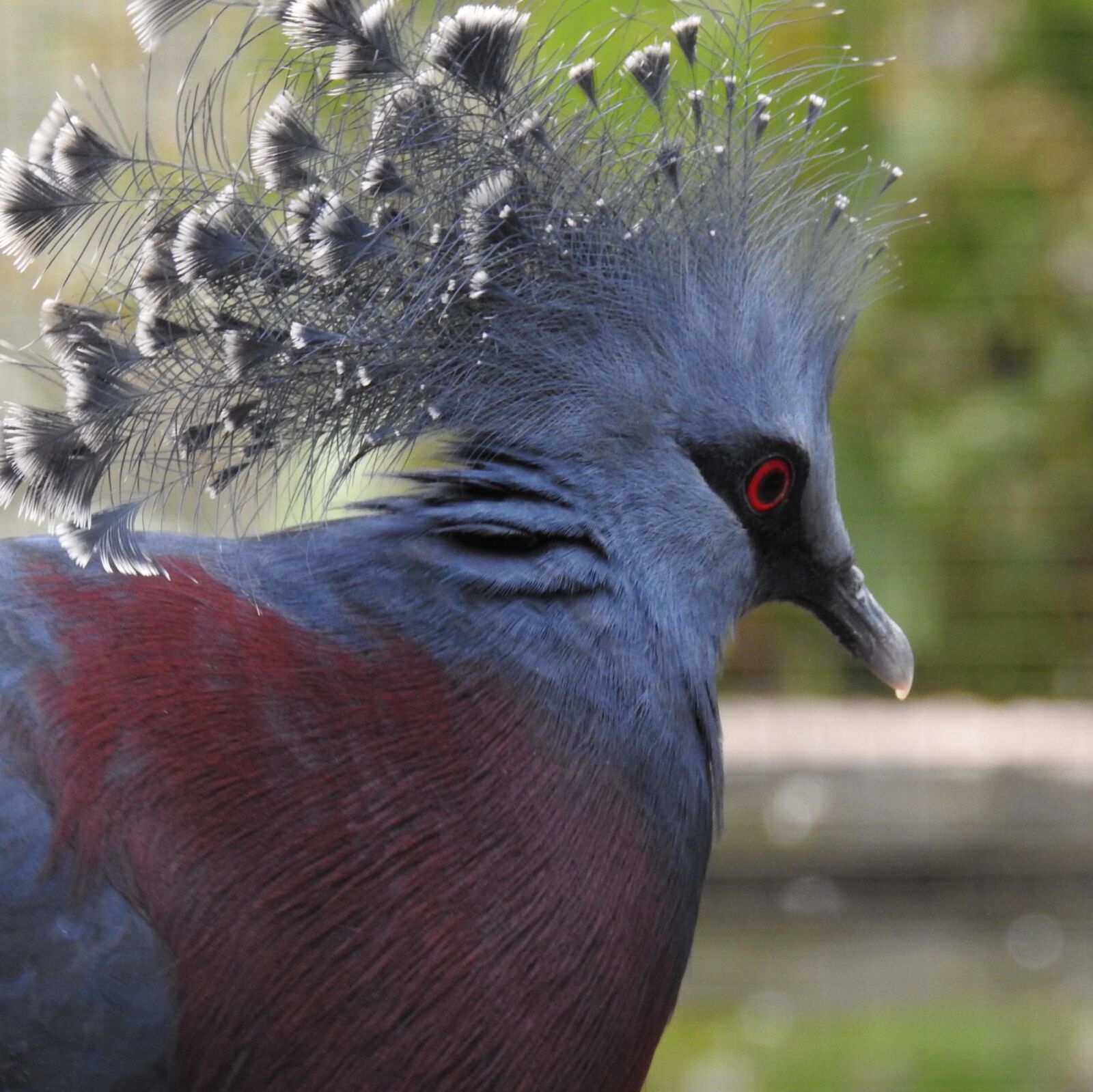Nikon Coolpix P900 sample photo. Bird, pigeon, feathers photography