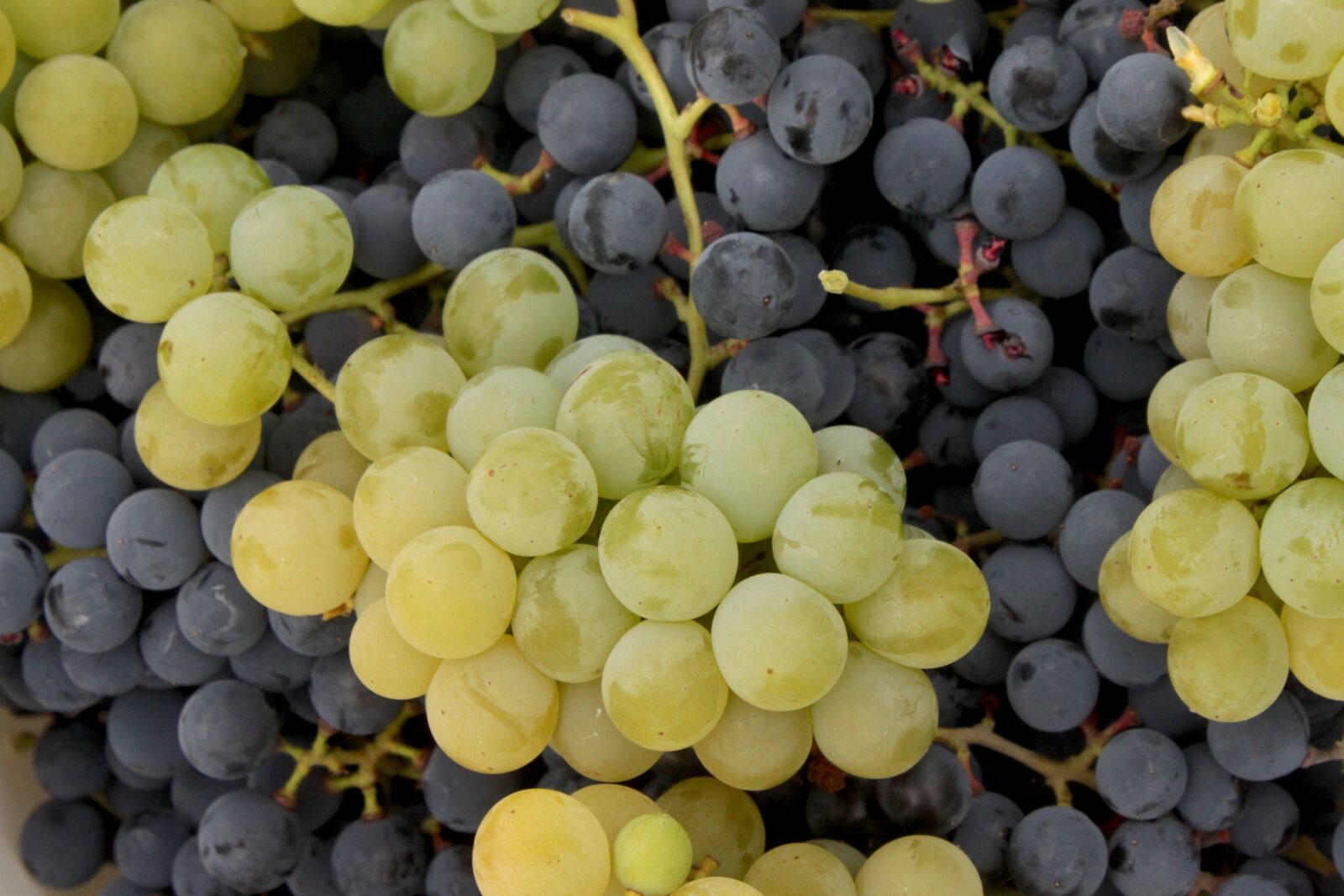 Canon EOS 500D (EOS Rebel T1i / EOS Kiss X3) sample photo. Grapes, white, red photography