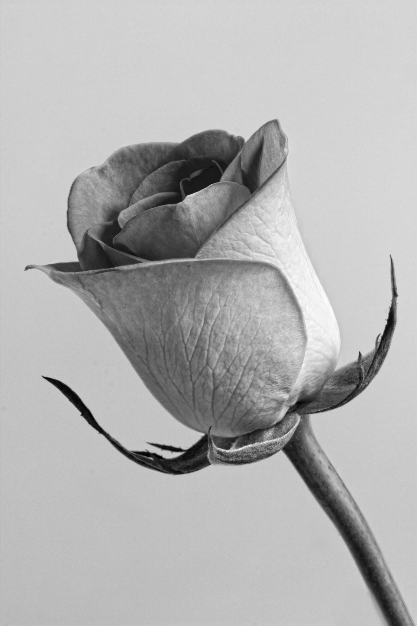 Canon EOS 550D (EOS Rebel T2i / EOS Kiss X4) sample photo. Black, white, black, and photography