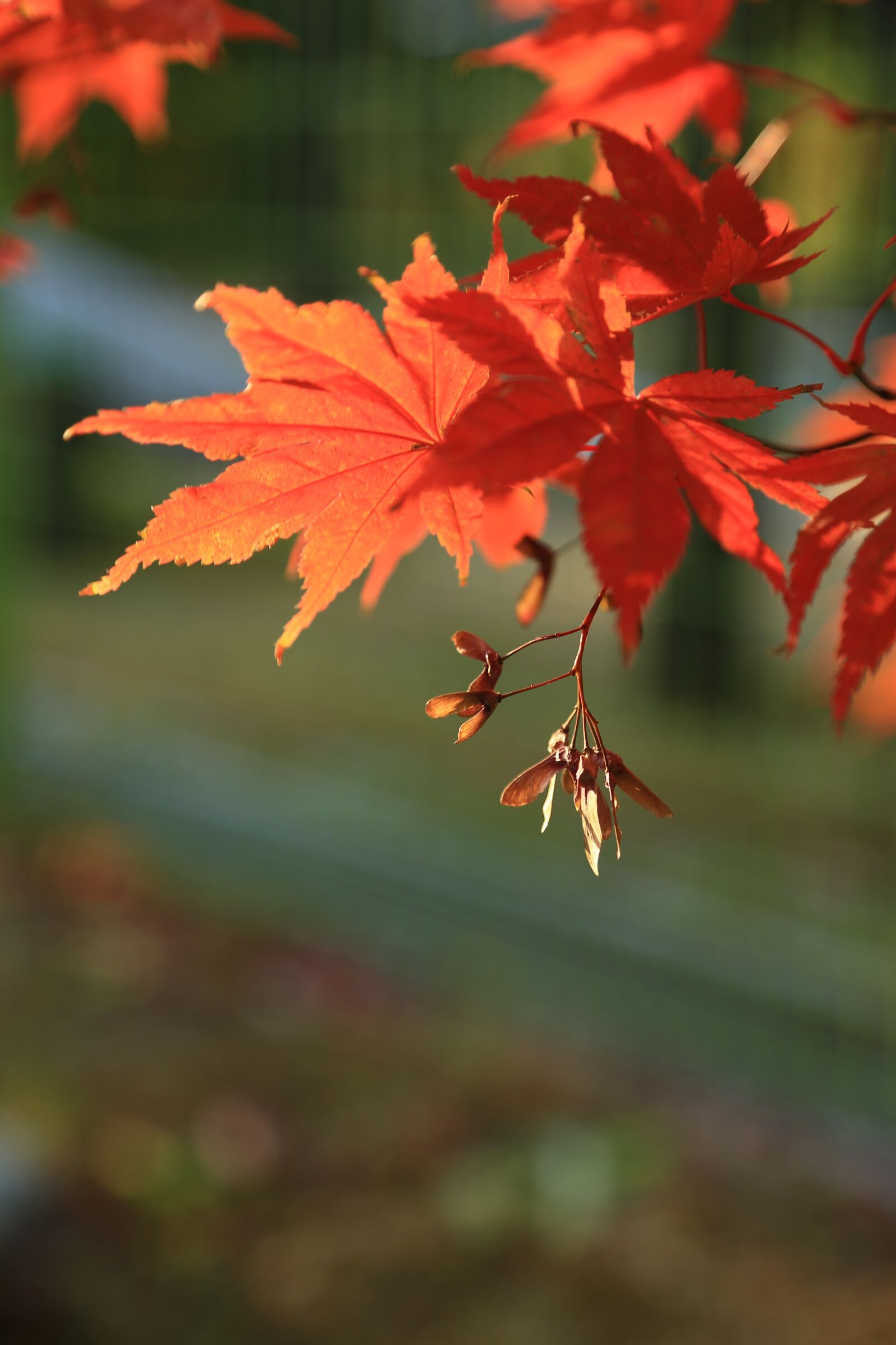 Canon EOS 6D + Canon EF 24-105mm F4L IS USM sample photo. Autumn leaves, maple leaf photography