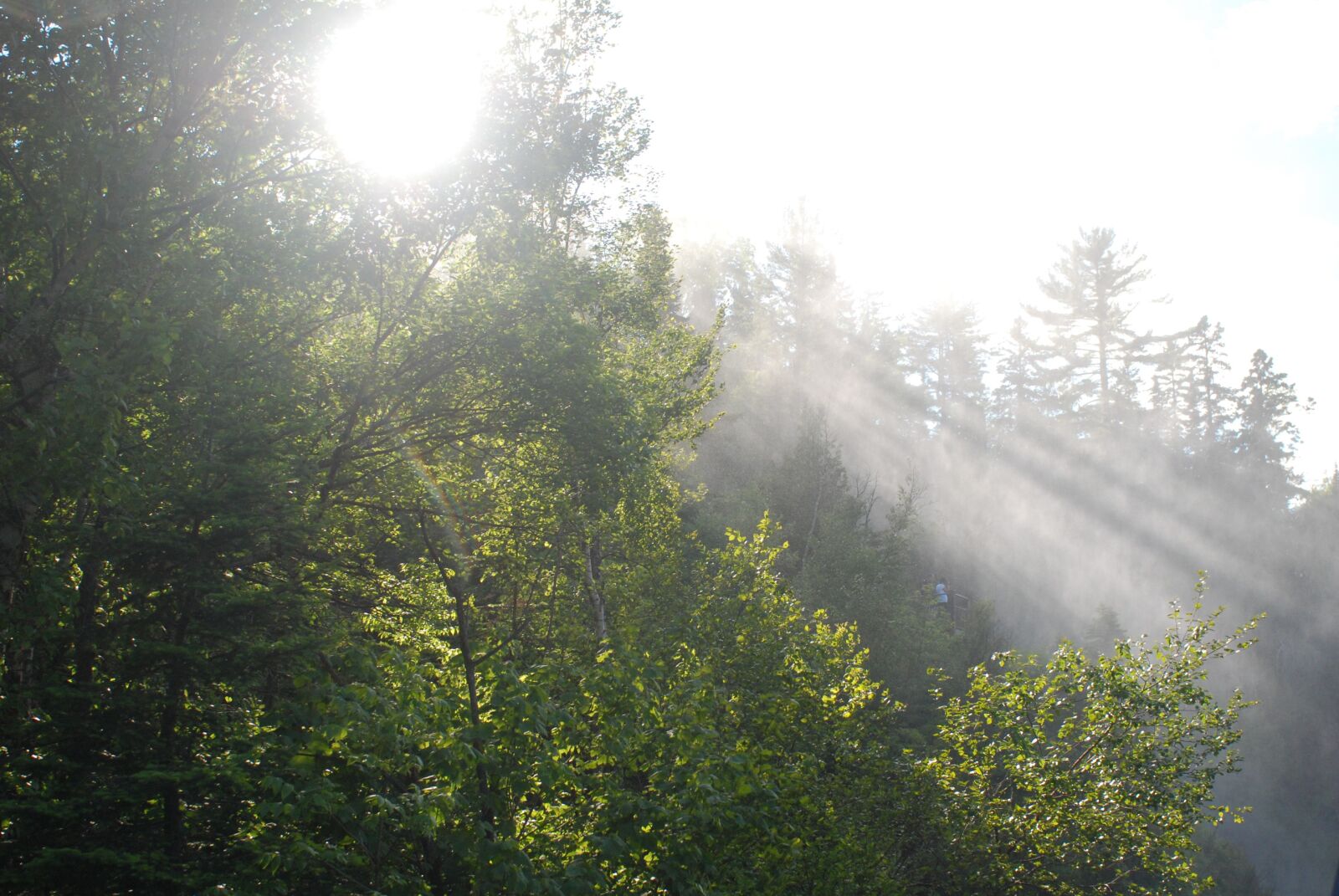 Nikon D80 sample photo. Sun, sunshine, summer photography