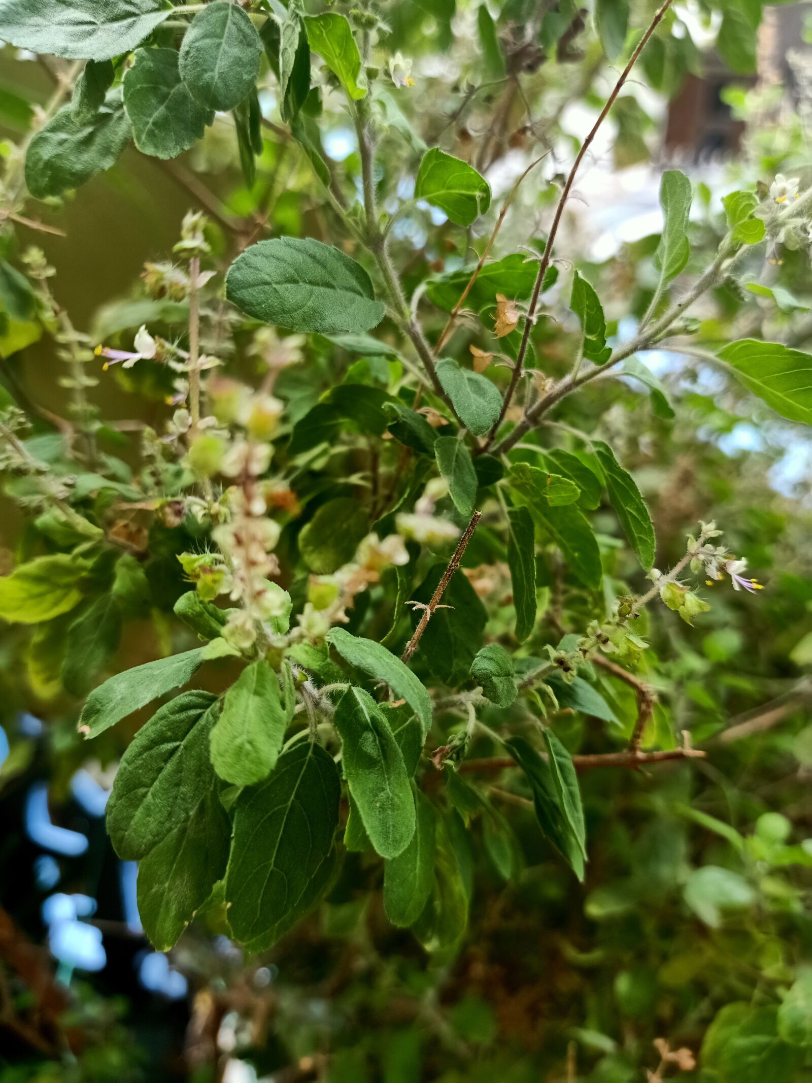 OPPO F11 PRO sample photo. Tulsi, india, plant god photography
