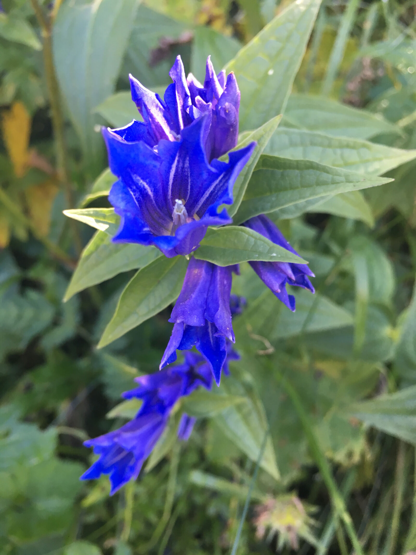 Apple iPhone 6s sample photo. Blue, flower photography
