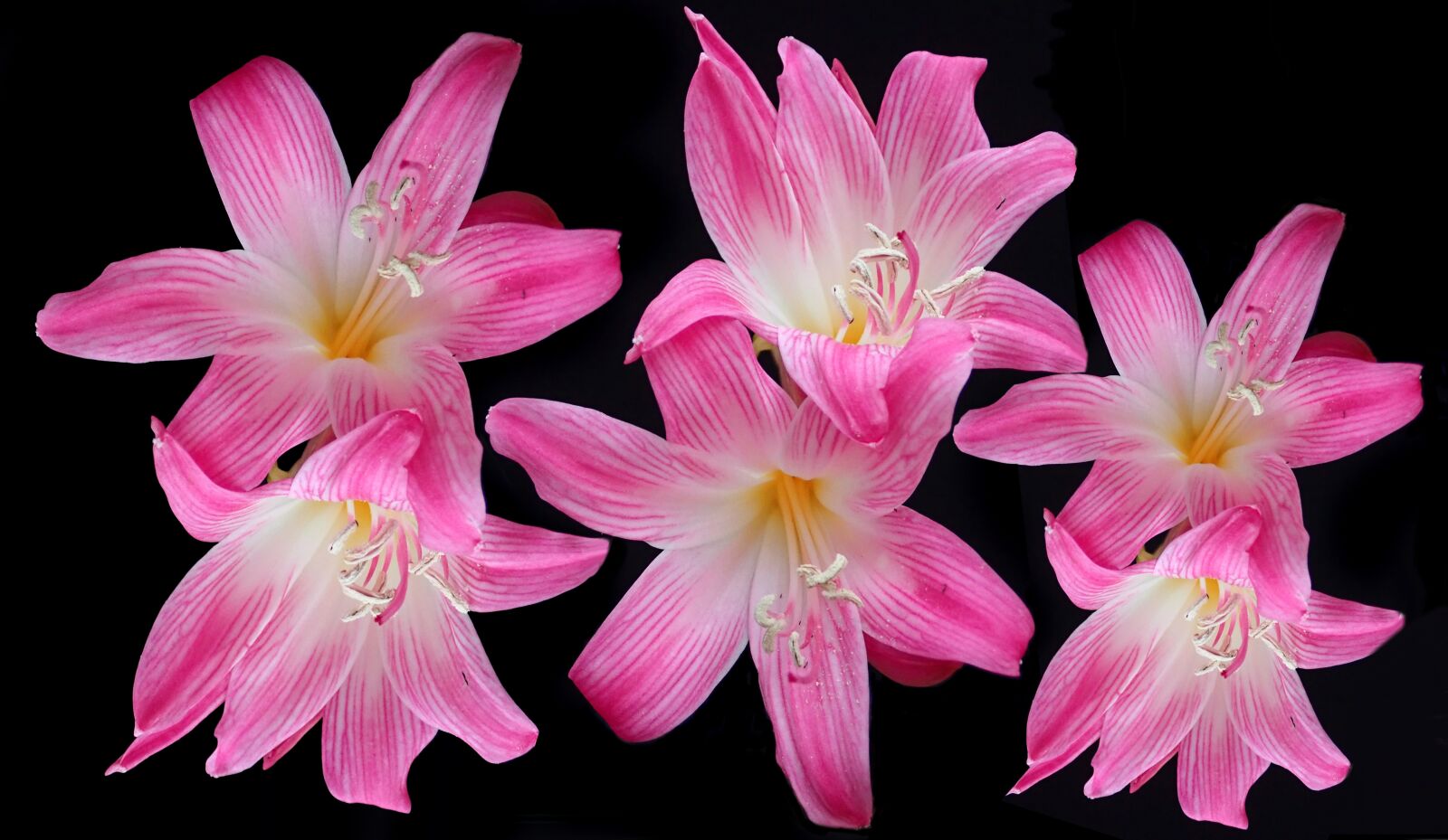 Olympus TG-5 sample photo. Flowers, pink, belladonna photography