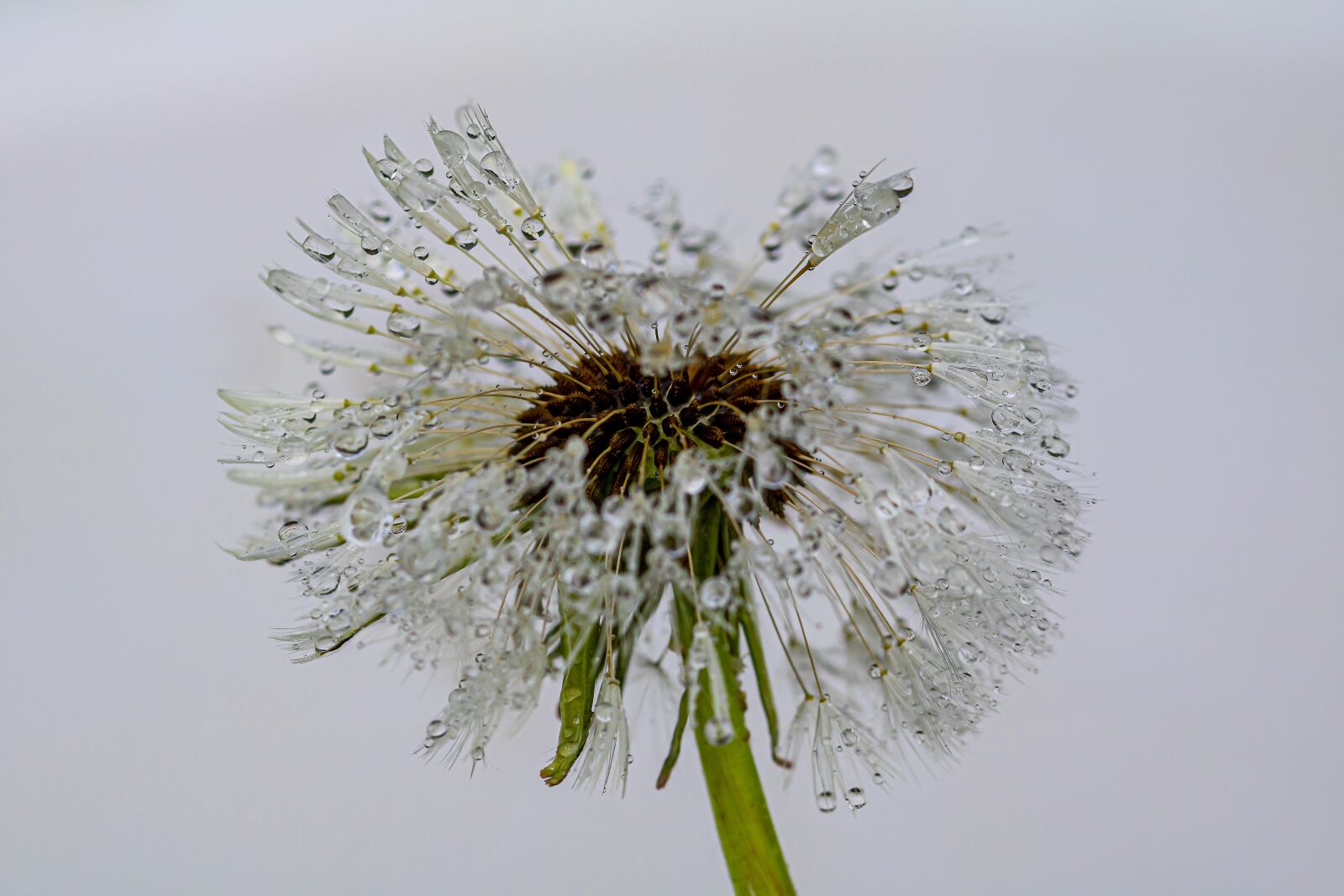 Canon EOS 750D (EOS Rebel T6i / EOS Kiss X8i) sample photo. Dandelion seeds, drip, raindrop photography