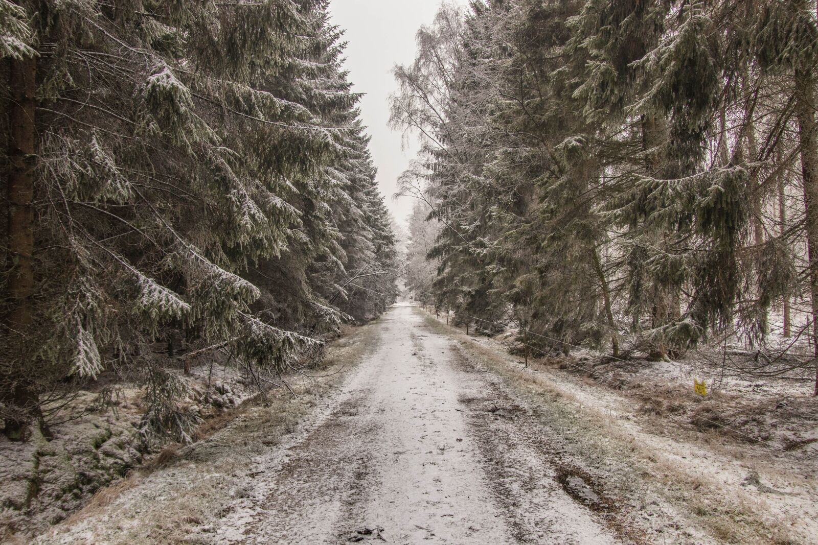 Canon EOS 80D sample photo. Winter, snow, forest photography