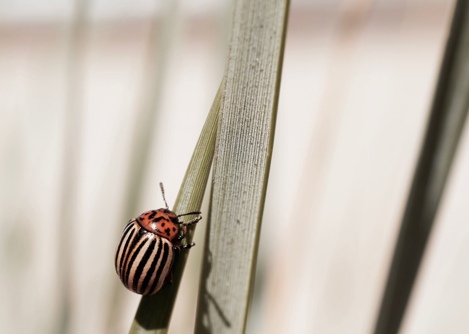 Nikon D5300 sample photo. Potato beetle, beetle, animal photography