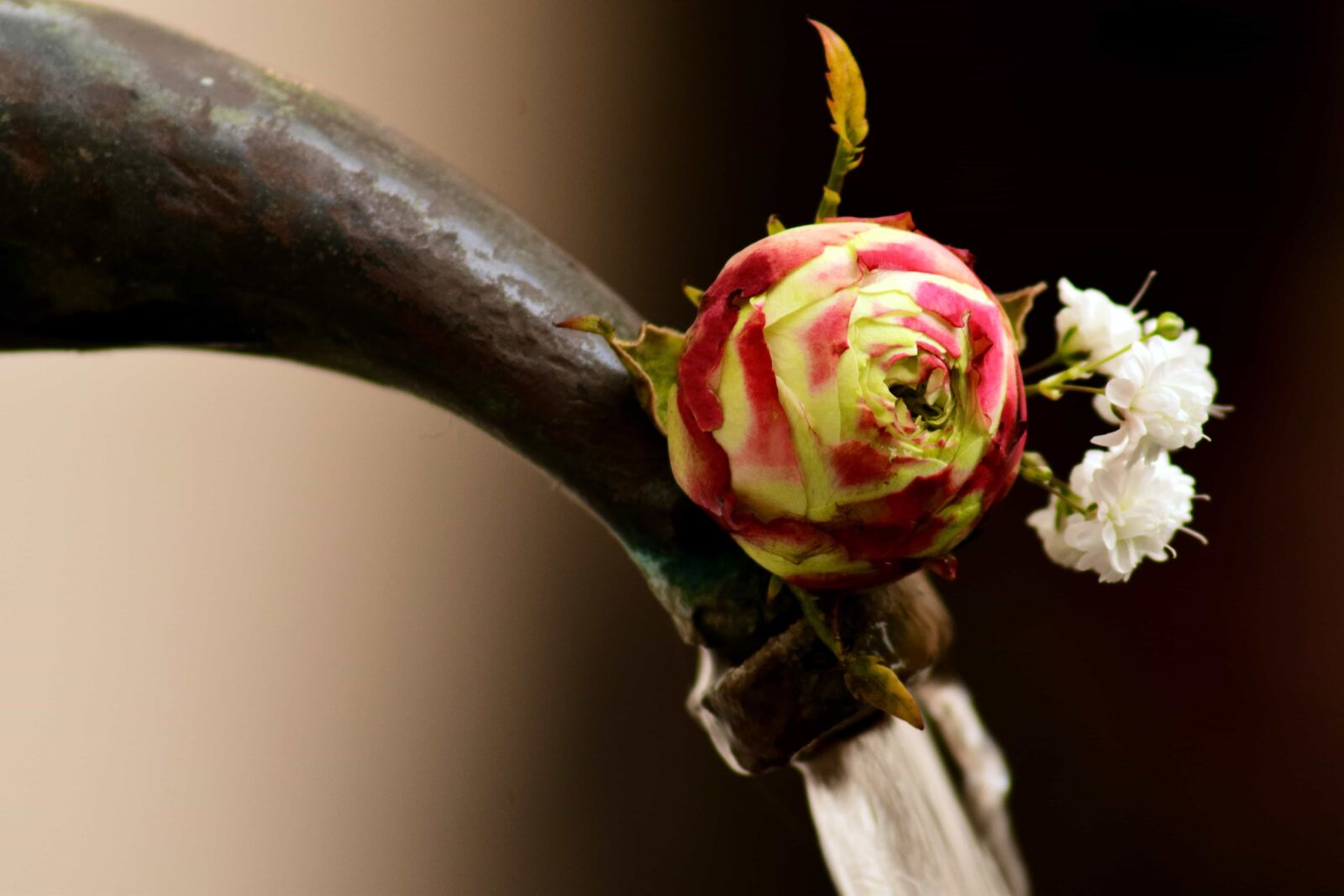 Nikon D3300 sample photo. Flower, rose, arrangement, metal photography