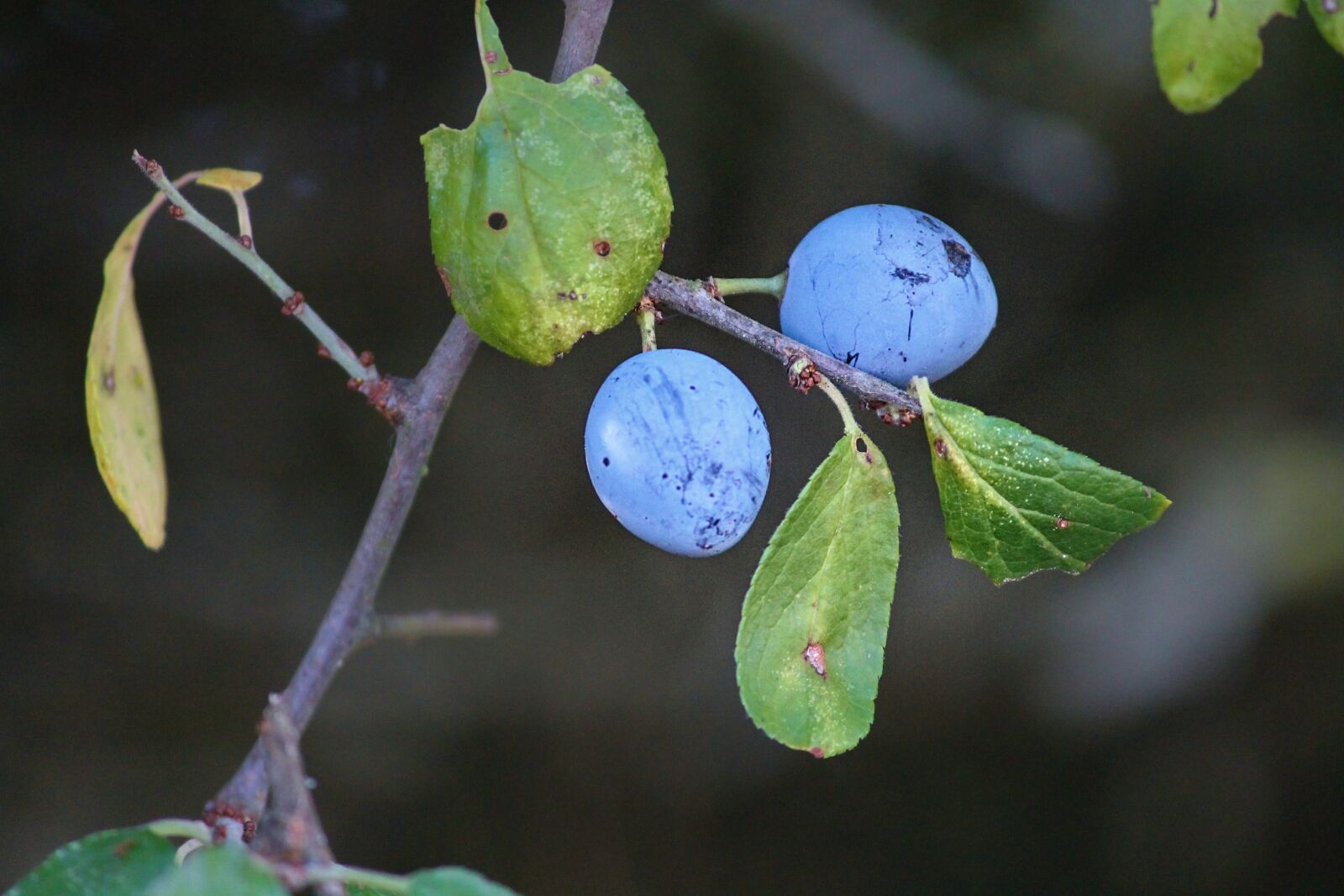 Canon EOS 1100D (EOS Rebel T3 / EOS Kiss X50) sample photo. Sloes, blackthorn, prunus spinosa photography