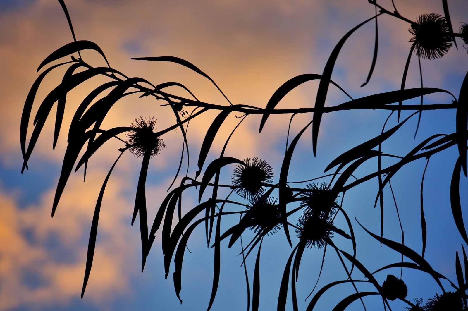 Nikon D3300 sample photo. Flower, australian, sunset photography