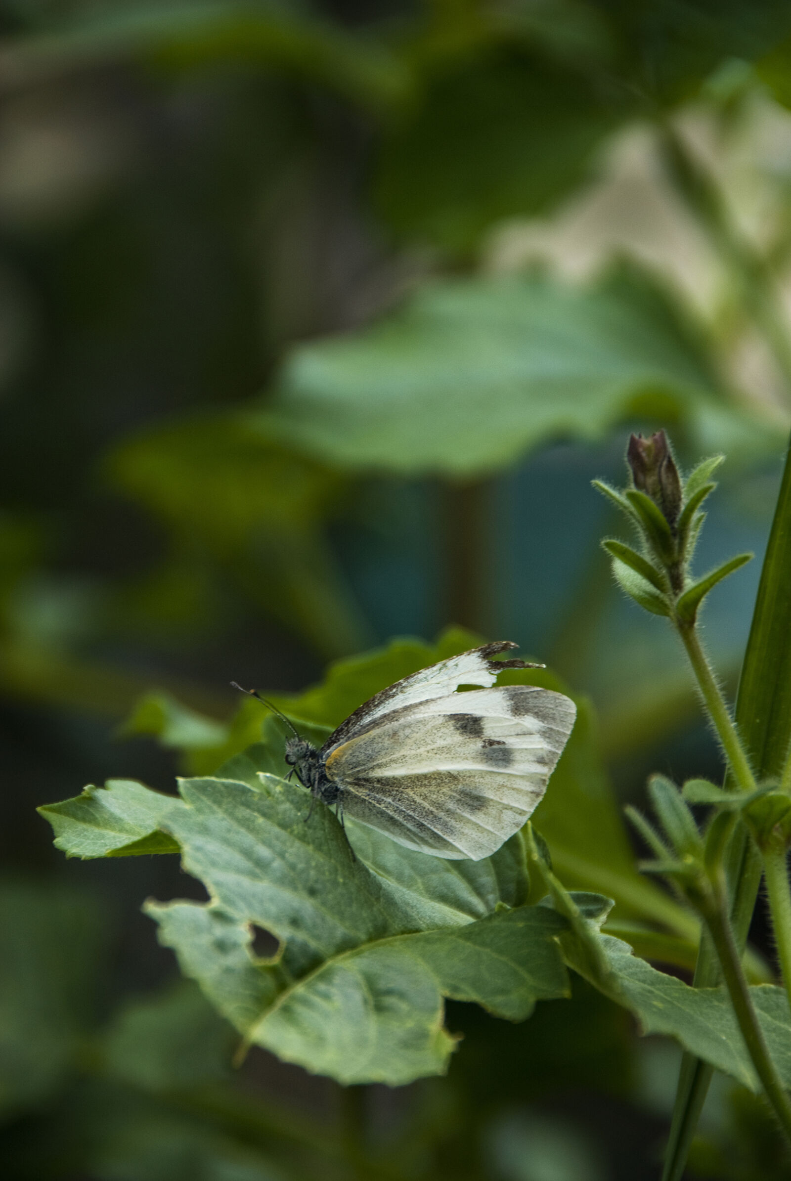 Nikon D200 sample photo. Butterflies, butterfly, on, a photography