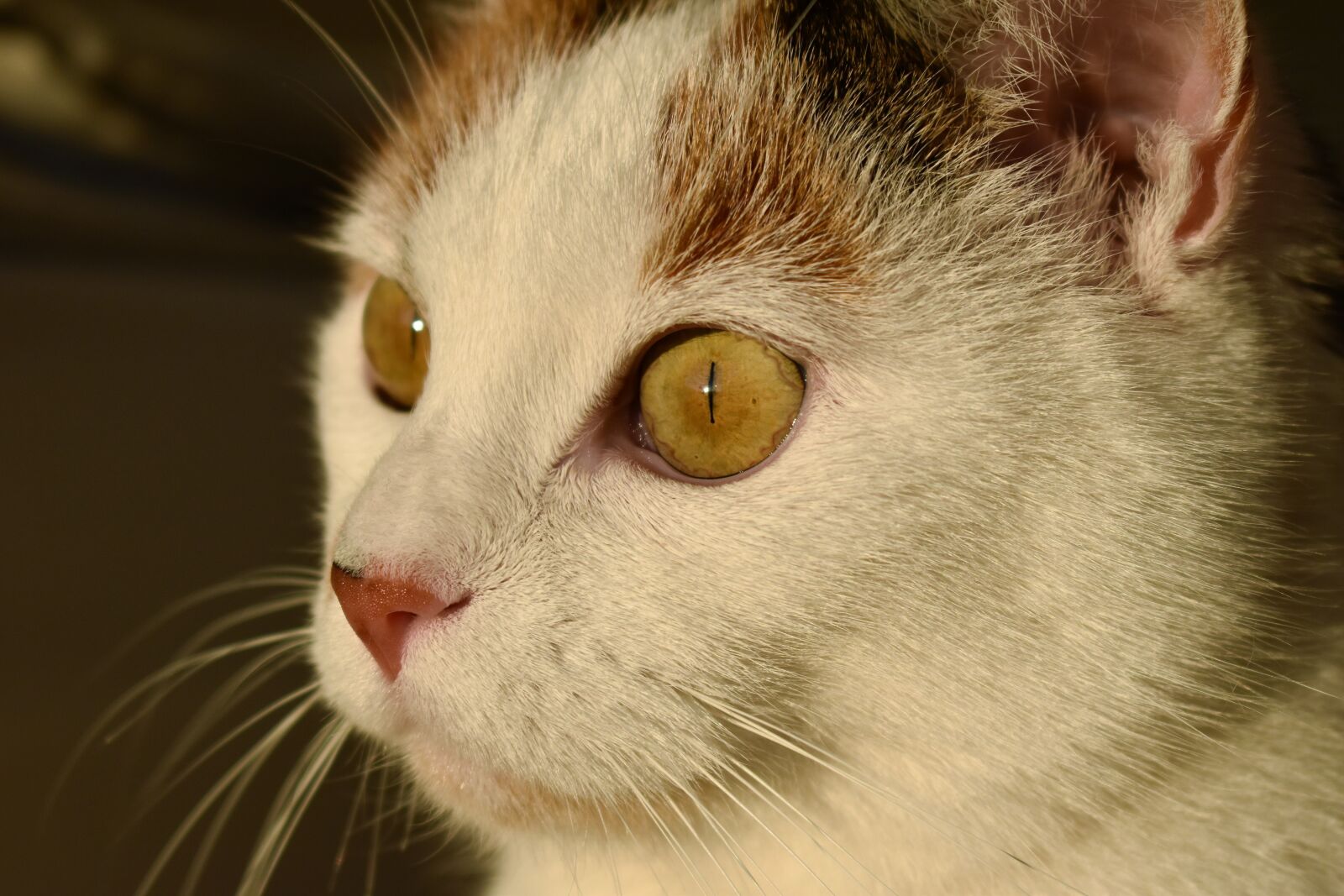 Nikon D5500 sample photo. Cat, white, animal photography