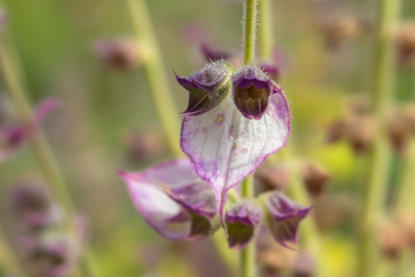 Canon PowerShot G3 X sample photo. Blossom, bloom, clary sage photography