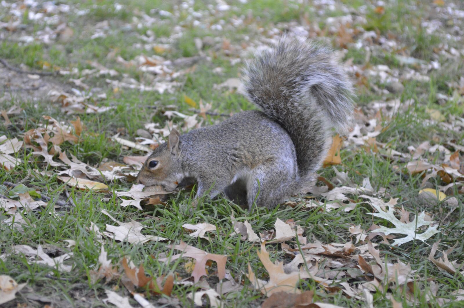 Nikon D3200 sample photo. Animal, squirrel, rodent photography